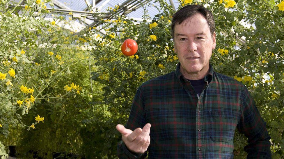 Professor Harry Klee Studies Tomatoes