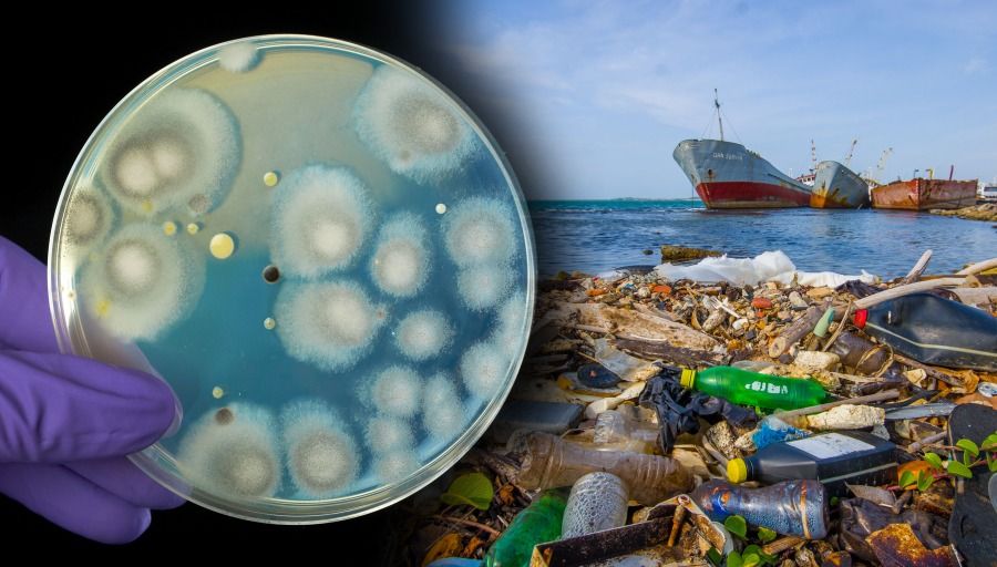 Recruiting Fungus And Bacteria To Tackle Plastic Waste